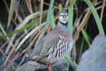 Red-legged partridge. Adult. Rangitikei River near Vinegar Hill, August 2009. Image © Steve Pilkington by Steve Pilkington.