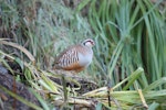 Red-legged partridge. Adult. Rangitikei River near Vinegar Hill, August 2009. Image © Steve Pilkington by Steve Pilkington.