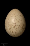 Red-legged partridge. Egg 39.9 x 30.6 mm (NMNZ OR.029550, collected by G.W. Gilbert). England. Image © Te Papa by Jean-Claude Stahl.