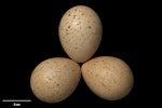 Red-legged partridge. Clutch (NMNZ OR.029550, collected by G.W. Gilbert). England. Image © Te Papa by Jean-Claude Stahl.