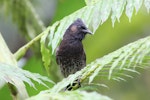 Red-vented bulbul. Adult. Fiji, October 2013. Image © Craig Steed by Craig Steed.