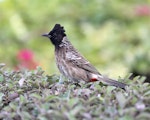 Red-vented bulbul. Adult. Bahrain, March 2019. Image © Sergey Golubev by Sergey Golubev.