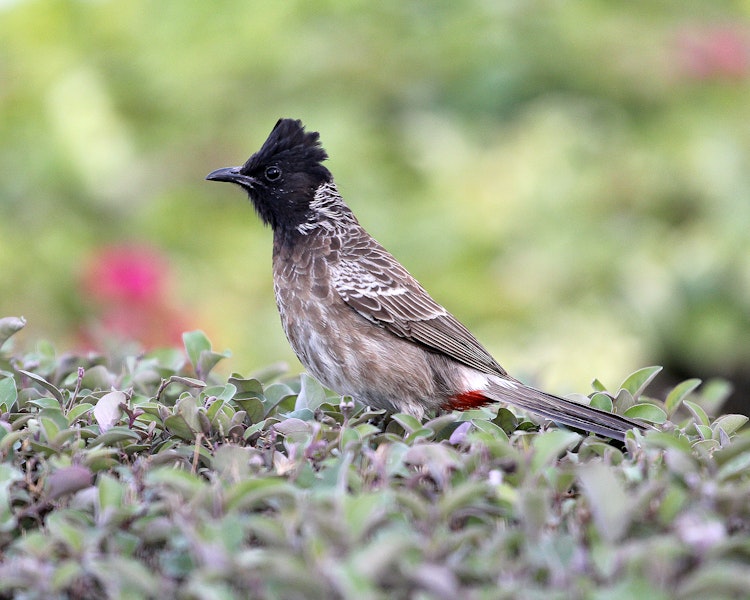 Red-vented bulbul. Adult. Bahrain, March 2019. Image © Sergey Golubev by Sergey Golubev.