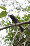 Red-vented bulbul. Adult perched. Fiji, October 2013. Image © Craig Steed by Craig Steed.