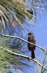 Red-vented bulbul. Adult, ventral. Fiji, October 2013. Image © Craig Steed by Craig Steed.