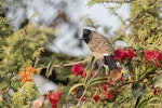 Red-vented bulbul. Adult. Khajuraho, India, March 2017. Image © Roger Smith by Roger Smith.