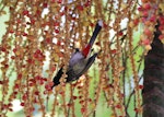 Red-vented bulbul. Adult. Denerau Island, Fiji, May 2019. Image © Gary Heaven by Gary Heaven.