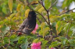 Red-vented bulbul. Adult among foliage. Tonga airport, August 2007. Image © Ingrid Hutzler by Ingrid Hutzler.