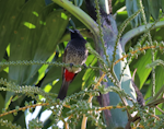 Red-vented bulbul. Adult. Denerau Island, Fiji, May 2019. Image © Gary Heaven by Gary Heaven.