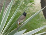 Red-vented bulbul. Adult. Dubai, May 2015. Image © Joke Baars by Joke Baars.