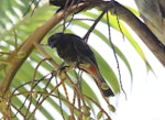 Red-vented bulbul. Adult. Denerau Island, Fiji, March 2020. Image © Shelley Trotter by Shelley Trotter.