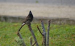 Red-vented bulbul. Adult. Tonga airport, August 2007. Image © Ingrid Hutzler by Ingrid Hutzler.