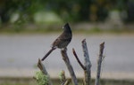 Red-vented bulbul. Adult perched. Tonga airport, August 2007. Image © Ingrid Hutzler by Ingrid Hutzler.