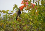 Red-vented bulbul. Adult perched. Tonga airport, August 2007. Image © Ingrid Hutzler by Ingrid Hutzler.