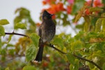 Red-vented bulbul. Adult perched. Tonga airport, August 2007. Image © Ingrid Hutzler by Ingrid Hutzler.