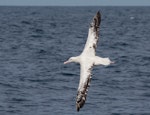 Wandering albatross | Toroa. Adult in flight. At sea off Wollongong, New South Wales, Australia, September 2010. Image © Brook Whylie by Brook Whylie.