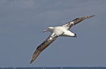 Wandering albatross | Toroa. Adult fying. At sea off Falkland Islands, January 2016. Image © Rebecca Bowater by Rebecca Bowater FPSNZ AFIAP.