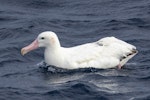 Wandering albatross | Toroa. Adult male. Tasman Sea, June 2022. Image © Tamzin Henderson by Tamzin Henderson.