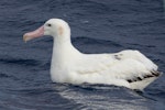 Wandering albatross | Toroa. Adult male. Tasman Sea, June 2022. Image © Tamzin Henderson by Tamzin Henderson.