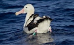 Wandering albatross | Toroa. Four-year-old (banded bird) from Bird Island, South Georgia. West Norfolk Ridge, Tasman Sea, June 2005. Image © Malcolm Pullman by Malcolm Pullman.