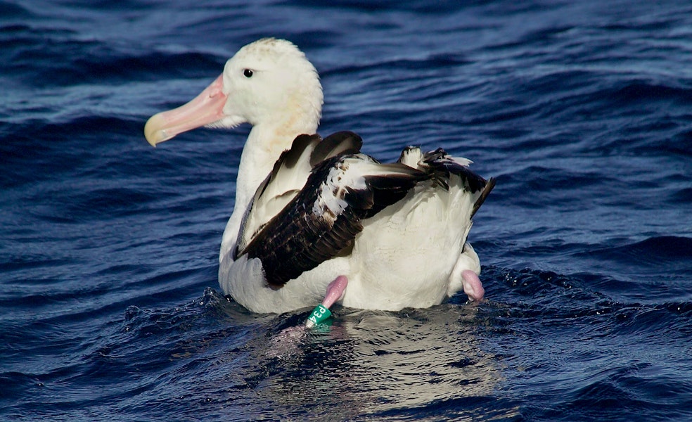 Wandering albatross | Toroa. Four-year-old (banded bird) from Bird Island, South Georgia. West Norfolk Ridge, Tasman Sea, June 2005. Image © Malcolm Pullman by Malcolm Pullman.