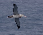 Wandering albatross | Toroa. Adult female in flight, ventral. South of St Paul Island, Southern Indian Ocean, January 2016. Image © Colin Miskelly by Colin Miskelly.