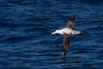 Wandering albatross | Toroa. Adult in flight. At sea off Otago Peninsula, May 2021. Image © Oscar Thomas by Oscar Thomas.