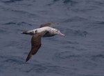 Wandering albatross | Toroa. Adult female in flight, dorsal. South of St Paul Island, Southern Indian Ocean, January 2016. Image © Colin Miskelly by Colin Miskelly.