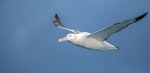 Wandering albatross | Toroa. Adult. Drake Passage, November 2019. Image © Mark Lethlean by Mark Lethlean.