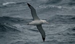 Wandering albatross | Toroa. Sub-adult in flight, ventral. Drake Passage, December 2006. Image © Nigel Voaden by Nigel Voaden.