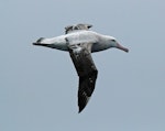 Wandering albatross | Toroa. Sub-adult in flight, dorsal. Drake Passage, December 2006. Image © Nigel Voaden by Nigel Voaden.