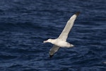 Wandering albatross | Toroa. Adult in flight. At sea off Otago Peninsula, May 2021. Image © Oscar Thomas by Oscar Thomas.