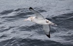 Wandering albatross | Toroa. Immature in flight, ventral view. 4 miles off Cape Horn, December 2015. Image © Cyril Vathelet by Cyril Vathelet.