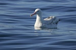 Wandering albatross | Toroa. Presumed snowy wanderer. Kaikoura pelagic, March 2010. Image © David Boyle by David Boyle.