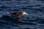 Wandering albatross | Toroa. Juvenile in flight. At sea off Otago Peninsula, June 2022. Image © Oscar Thomas by Oscar Thomas.