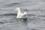 Wandering albatross | Toroa. Resting on the water. Approaching South Georgia, from the Falklands, December 2015. Image © Cyril Vathelet by Cyril Vathelet.