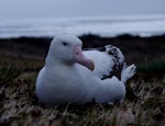 Wandering albatross | Toroa. Adult male on nest. Possession Island, Crozet Islands, December 2015. Image © Colin Miskelly by Colin Miskelly.