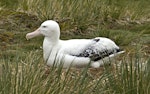 Wandering albatross | Toroa. Adult on nest. Prion Island, South Georgia, January 2016. Image © Rebecca Bowater by Rebecca Bowater FPSNZ AFIAP.