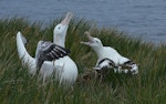 Wandering albatross | Toroa. Adults displaying at nest site. Prion Island, South Georgia, February 2008. Image © Tony Crocker by Tony Crocker.