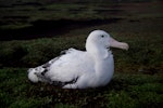 Wandering albatross | Toroa. Adult male incubating. Cap Cotter, Iles Kerguelen, December 2015. Image © Colin Miskelly by Colin Miskelly.