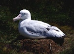 Wandering albatross | Toroa. Adult male on nest. Possession Island, Crozet Islands, December 2015. Image © Colin Miskelly by Colin Miskelly.