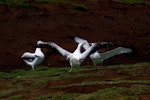 Wandering albatross | Toroa. Gam display. Cap Cotter, Iles Kerguelen, December 2015. Image © Colin Miskelly by Colin Miskelly.