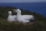 Wandering albatross | Toroa. Courting pair, male on right. Possession Island, Crozet Islands, December 2015. Image © Colin Miskelly by Colin Miskelly.