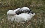 Wandering albatross | Toroa. Adult sleeping on nest. Prion Island, South Georgia, January 2016. Image © Rebecca Bowater by Rebecca Bowater FPSNZ AFIAP.