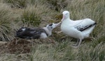 Wandering albatross | Toroa. Adult feeding well-grown chick. Prion Island, South Georgia, November 2009. Image © Tony Crocker by Tony Crocker.