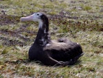 Wandering albatross | Toroa. Fledgling ready to depart. Possession Island, Crozet Islands, December 2015. Image © Colin Miskelly by Colin Miskelly.