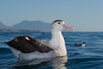 Antipodean albatross | Toroa. Adult on water. Kaikoura pelagic, November 2006. Image © Neil Fitzgerald by Neil Fitzgerald.