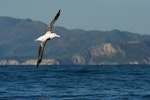 Antipodean albatross | Toroa. Dorsal view of adult in flight. Kaikoura pelagic, November 2006. Image © Neil Fitzgerald by Neil Fitzgerald.