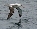 Antipodean albatross | Toroa. Adult Gibson's subspecies in flight. Kaikoura pelagic, October 2008. Image © Duncan Watson by Duncan Watson.