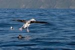 Antipodean albatross | Toroa. Adult landing showing upper surface markings. Kaikoura pelagic, November 2006. Image © Neil Fitzgerald by Neil Fitzgerald.